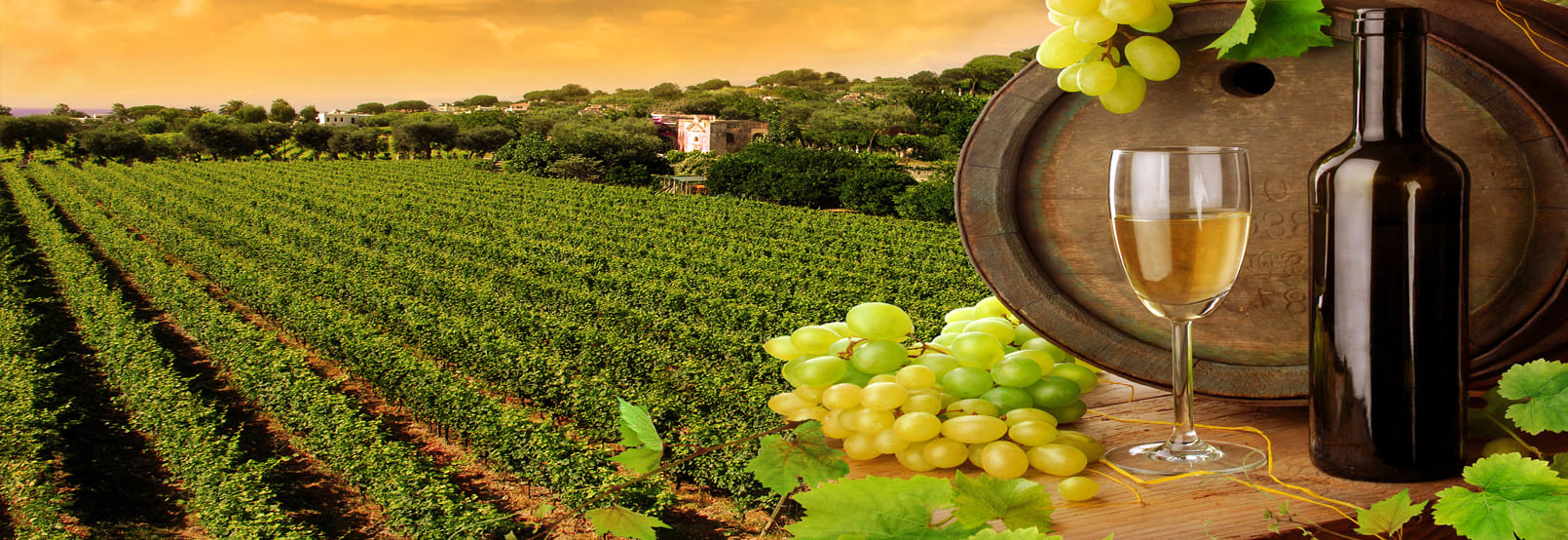RUTA DEL VINO EN COAHUILA